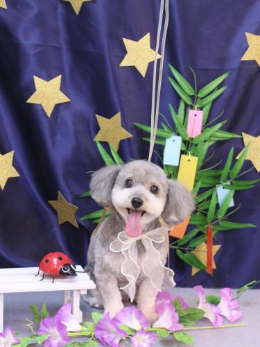 20230705チップちゃん